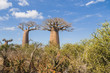 Baobab trees and savanna