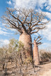 Baobab trees and savanna