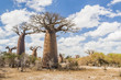 Baobab trees and savanna Baobab trees and savanna