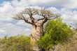 Baobab tree and savanna Baobab tree and savanna