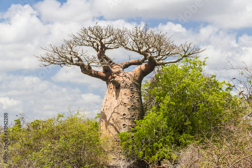 Photo: Baobab tree and savanna Baobab tree and savanna