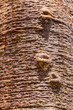 Trunk of the baobab