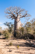 Baobab tree and savanna