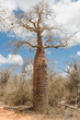Baobab tree and savanna