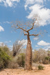 Baobab tree and savanna