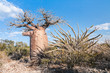Baobab tree and savanna