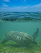 Photo : tortue dans l'océan indien tortue dans l'océan indien