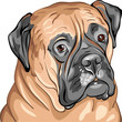 vector closeup portrait of the dog breed Bullmastiff
