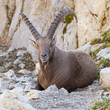 male alpine ibex, Switzerland male alpine ibex, Switzerland