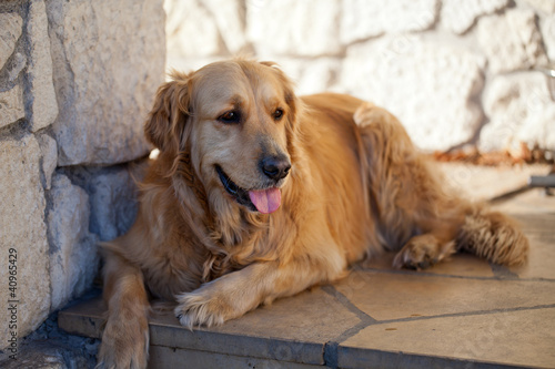 Photo: beautiful golden retriever beautiful golden retriever