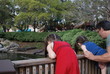 Watching the Alligators