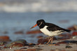 Austernfischer (Haematopus ostralegus)