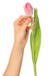 spring tulip