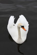 Swan