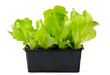 Kopfsalat