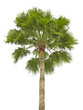 palm isolated on white