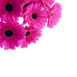 flower background