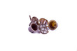 Photo: capsule plastique café capsule plastique café