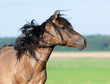 Belarus horse gallops in pasture at summer time.