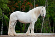 White Shire horse standing near the spring forest.