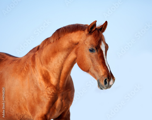 Foto: Portrait of Arabian horse against a background of the blue sky. Portrait of Arabian horse against a background of the blue sky.