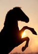 Horse silhouette at sunset.