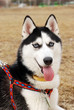 The dog sits with an open mouth and submits a paw The dog sits with an open mouth and submits a paw
