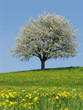 blühender Baum im Frühling