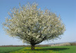 blühender Obstbaum