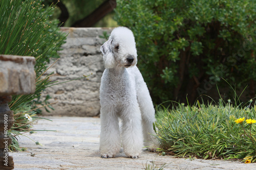 Photo: bedlington terrier debout de face bedlington terrier debout de face
