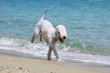 drôle d'allure du bedlington terrier