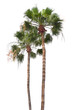 two palms