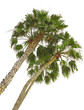 palms trees