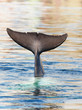 Diving Common bottlenose dolphin