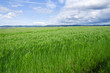 Campo di grano