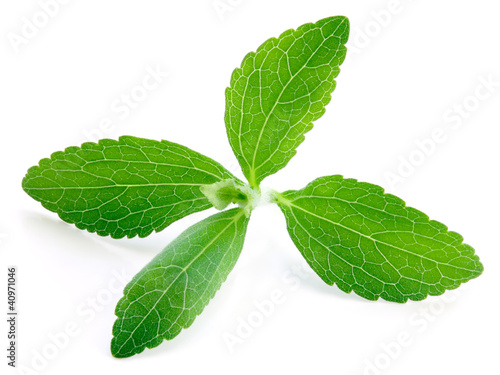 Photo: Stevia Plant Stevia Plant