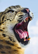 snow leopard portrait