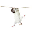 a rat crawling on a rope. rat clutching at rope on white backgro a rat crawling on a rope. rat clutching at rope on white backgro