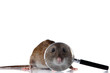 Rat looks through a magnifying glass. Rat looks through a magnifying glass.