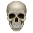 Human skull