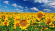 flowering sunflowers