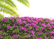 hedge from bougainvillea and palm - isolated on white