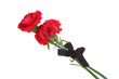 carnations and black ribbon isolated on white