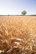 Field crops in a summer day