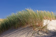 Green grass in the dunes on a background of blue sky