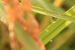 稲穂　ears of rice