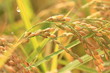 稲穂　ears of rice