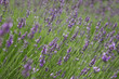 Flowering lavender Flowering lavender