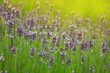 Beautiful sprigs of lavender Beautiful sprigs of lavender