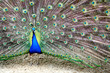 Pfau